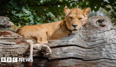 'I was chased by the lions of Longleat Safari Park' - BBC