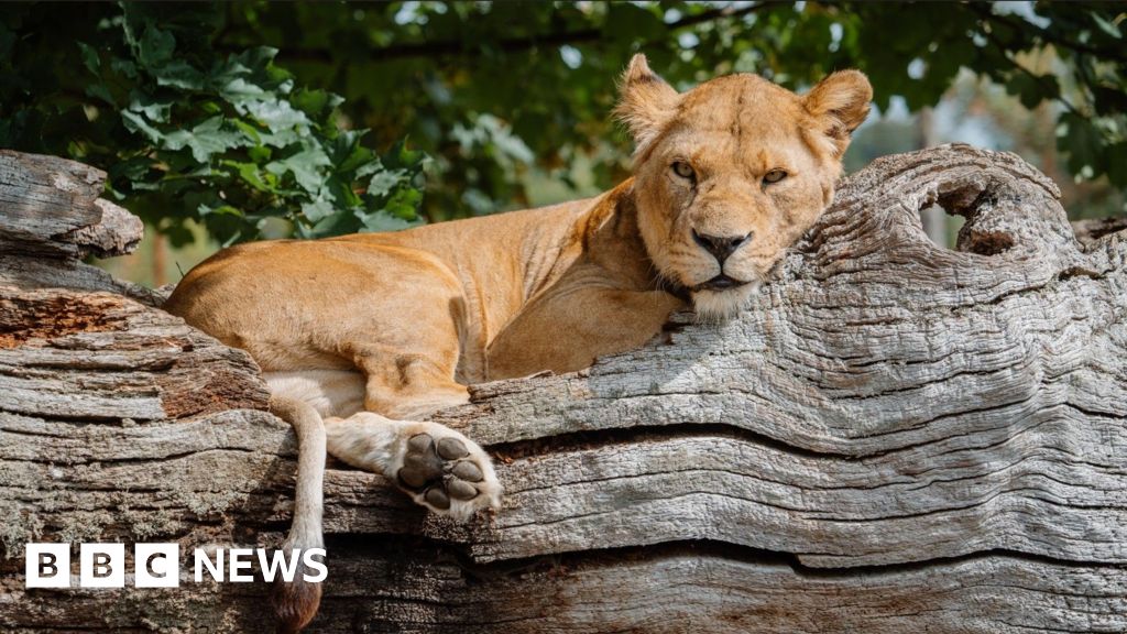 'I was chased by the lions of Longleat Safari Park' - BBC
