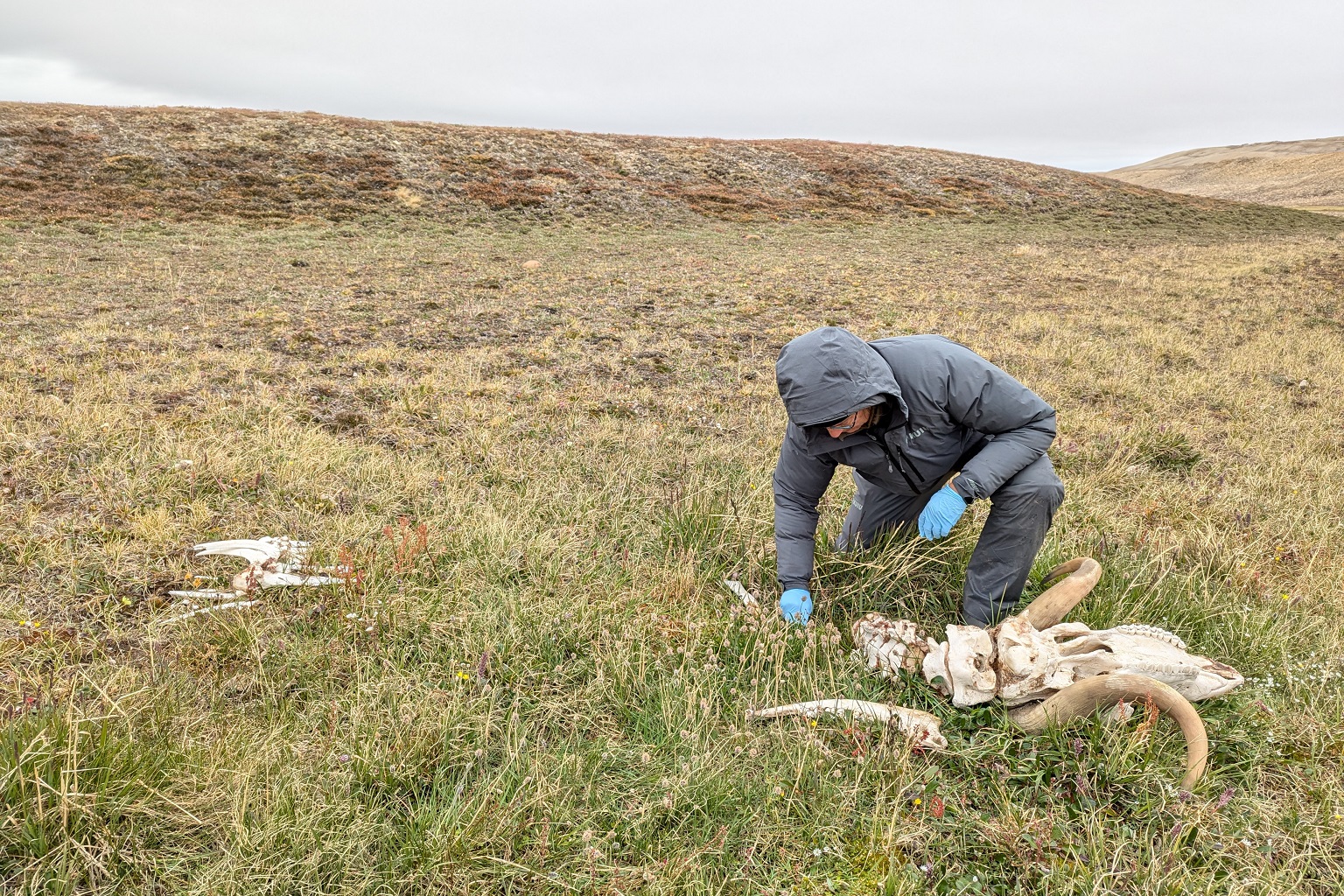 Susan Kutz, professor at the University of Calgary, examining a muskox skeleton on Ellesmere Island. This strain of Er can persist in the soil for up to five years.