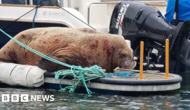 Walrus who visited Orkney believed to have travelled to mainland - BBC