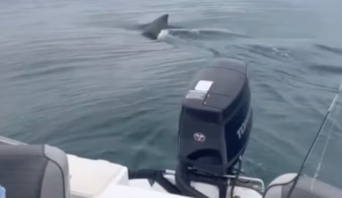 Subscribe to The Advertiser for exclusive stories