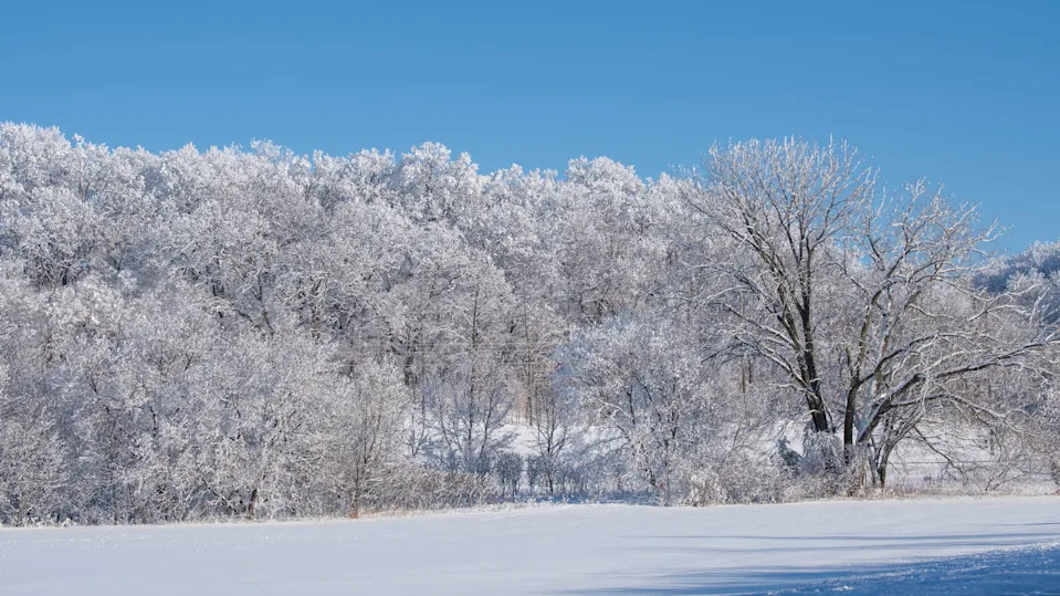 ‘Exploding Trees’ in the Midwest Remain a Threat Amid Extreme Cold Weather