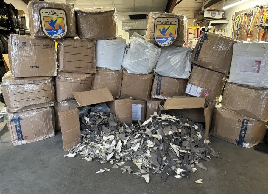 Twenty-six boxes of shark fins seized in Anchorage, Ala. (USFWS)