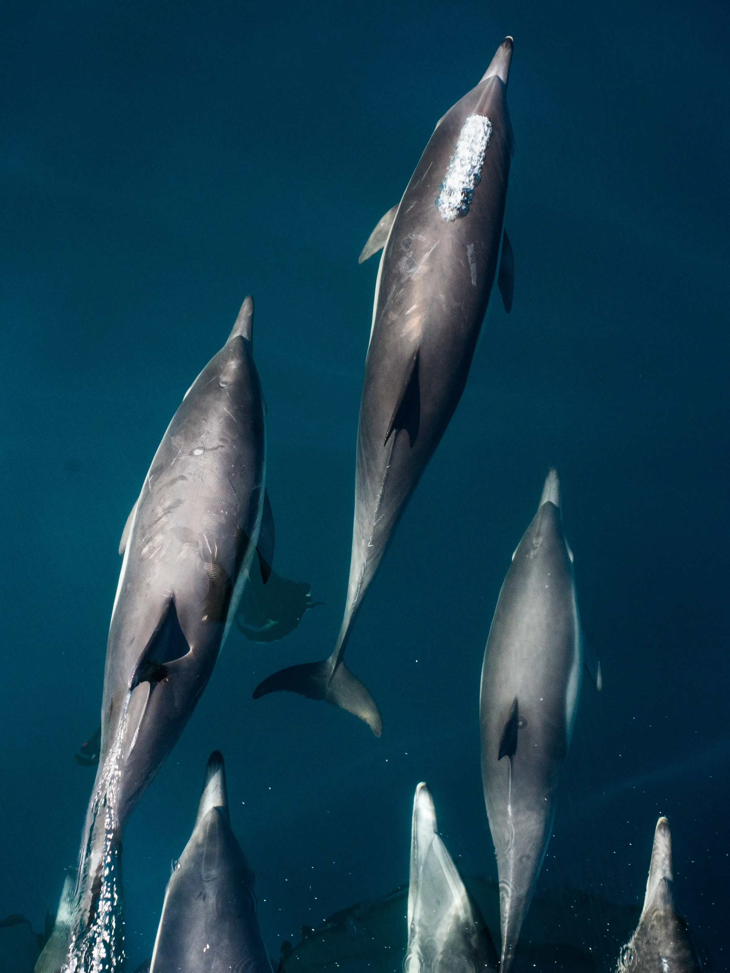 A pod of dolphins swimming in dark blue water.