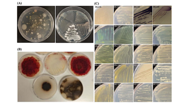 A Thousand Meters Deep: Vertical Profiling of the Subterranean Microbiome of Gourgouthakas Cave