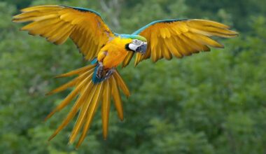 Brazil’s Blue-and-Yellow Macaws Return to Rio After 200 Years: 'A dream come true'