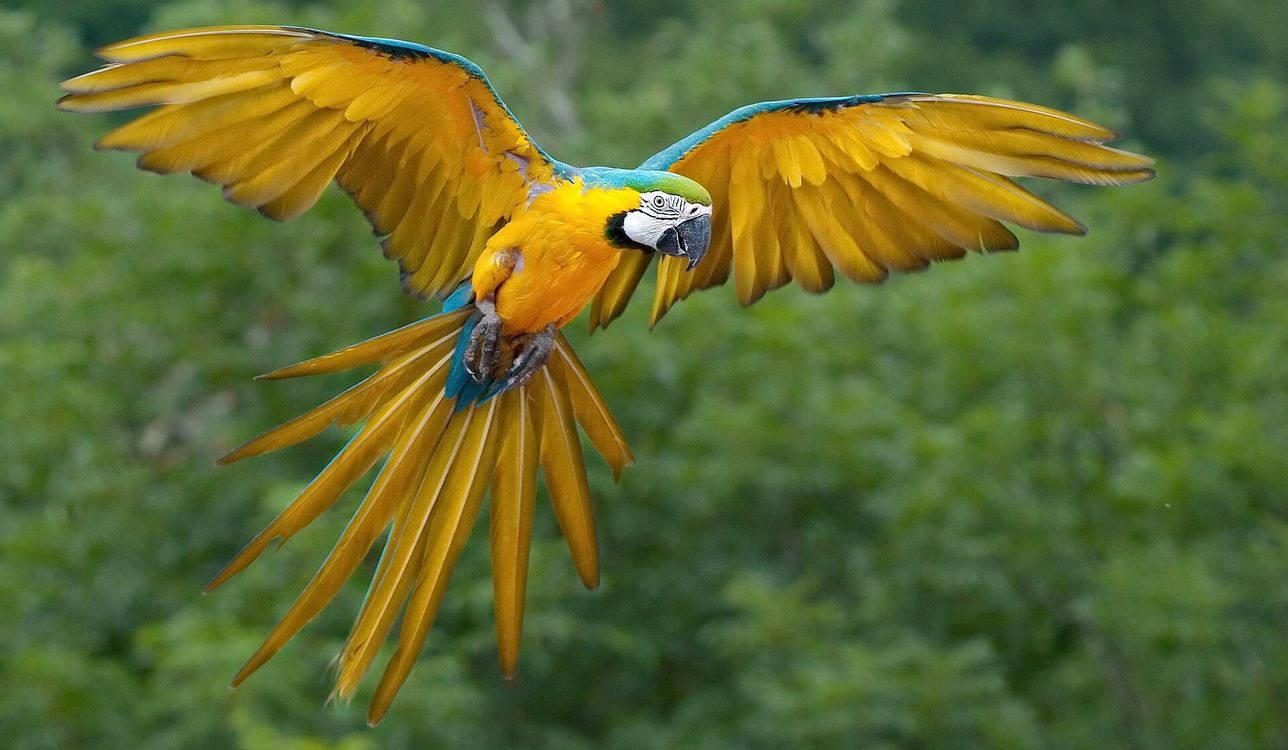 Brazil’s Blue-and-Yellow Macaws Return to Rio After 200 Years: 'A dream come true'
