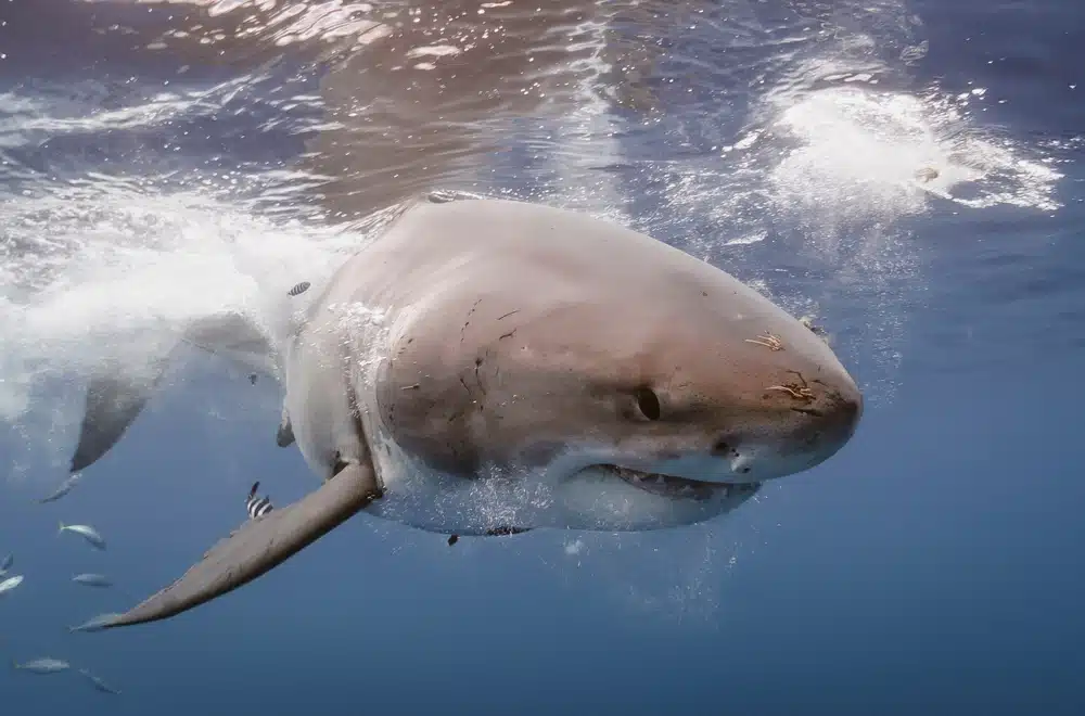 A,great,white,shark,very,close