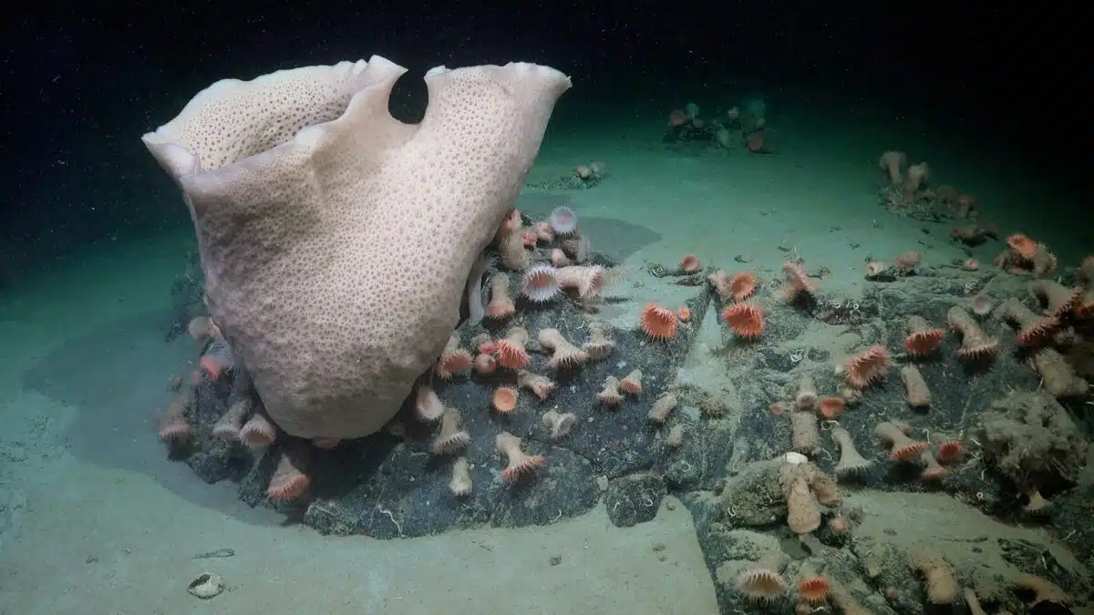 A Sponge Found At 230 Meters Hints At Long Term Life Under Antarctic Ice.