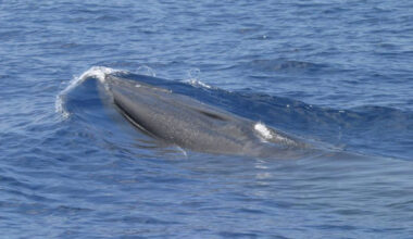 Trump Oil Endangered Whale