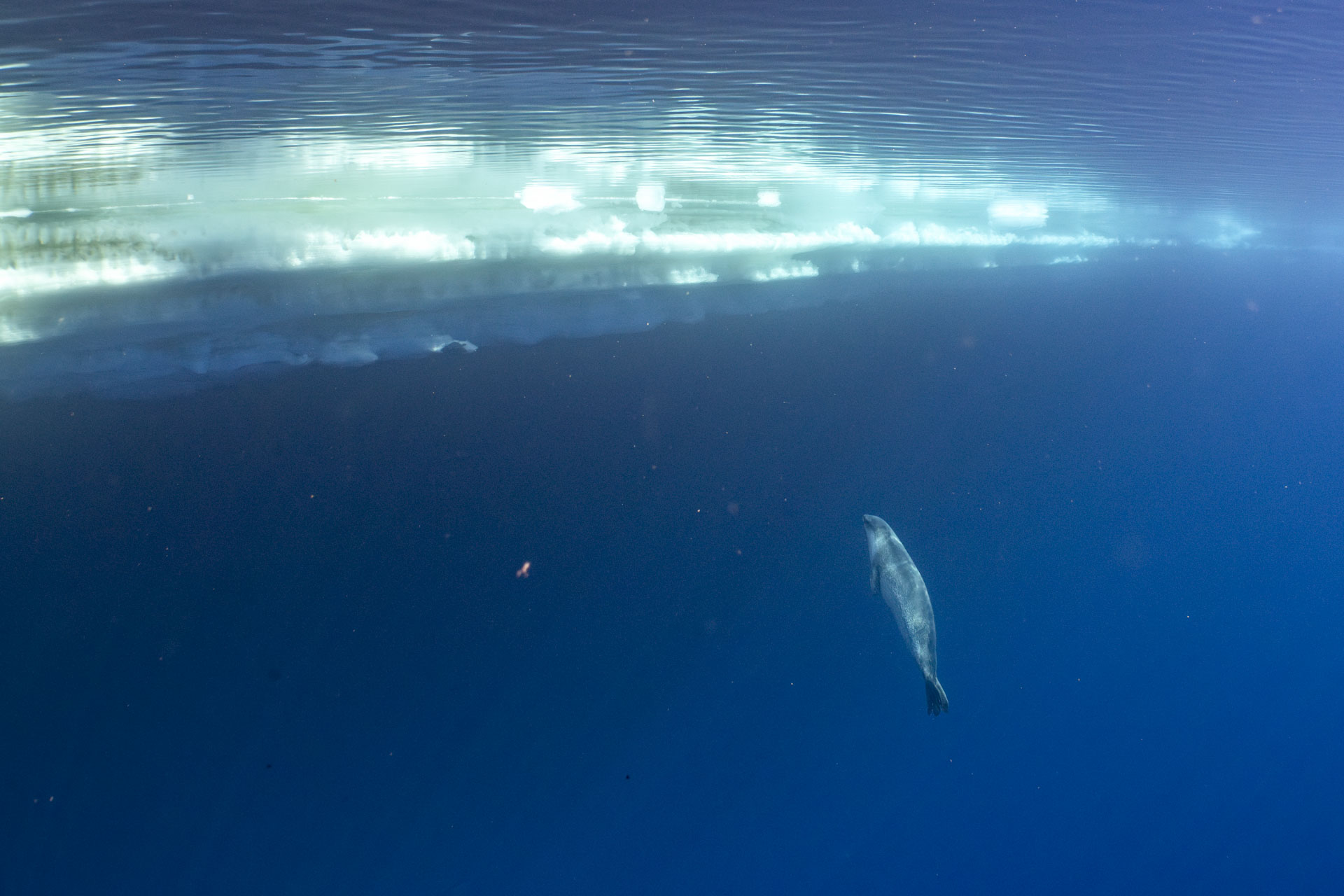 Photos of a rare Ross seal in Antarctica by sealife photographer Justin Hofman, underwater near the surface