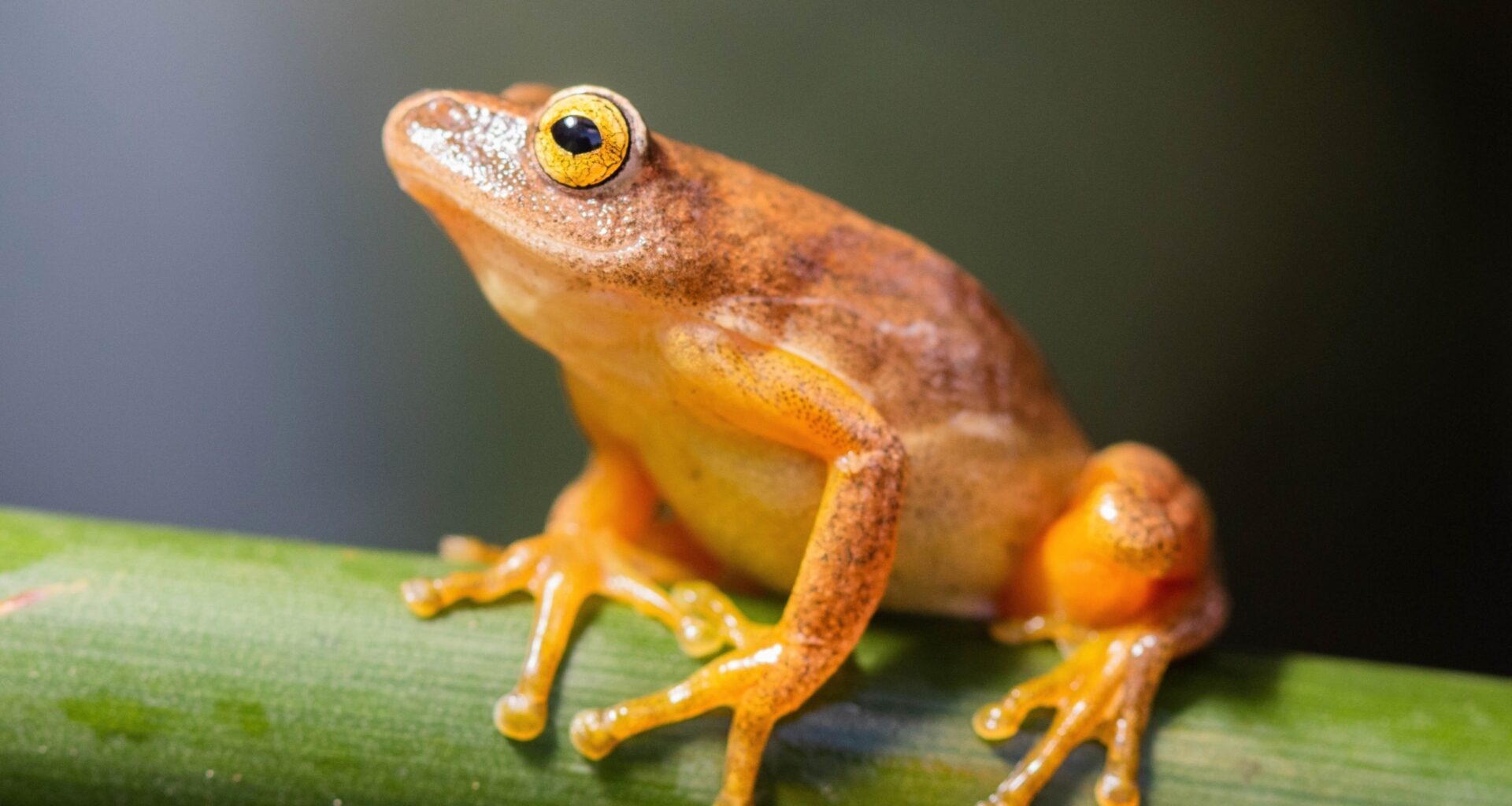 Ancient climate change still shapes African frog diversity