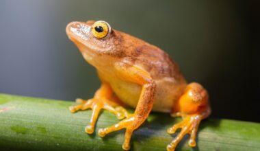Ancient climate change still shapes African frog diversity