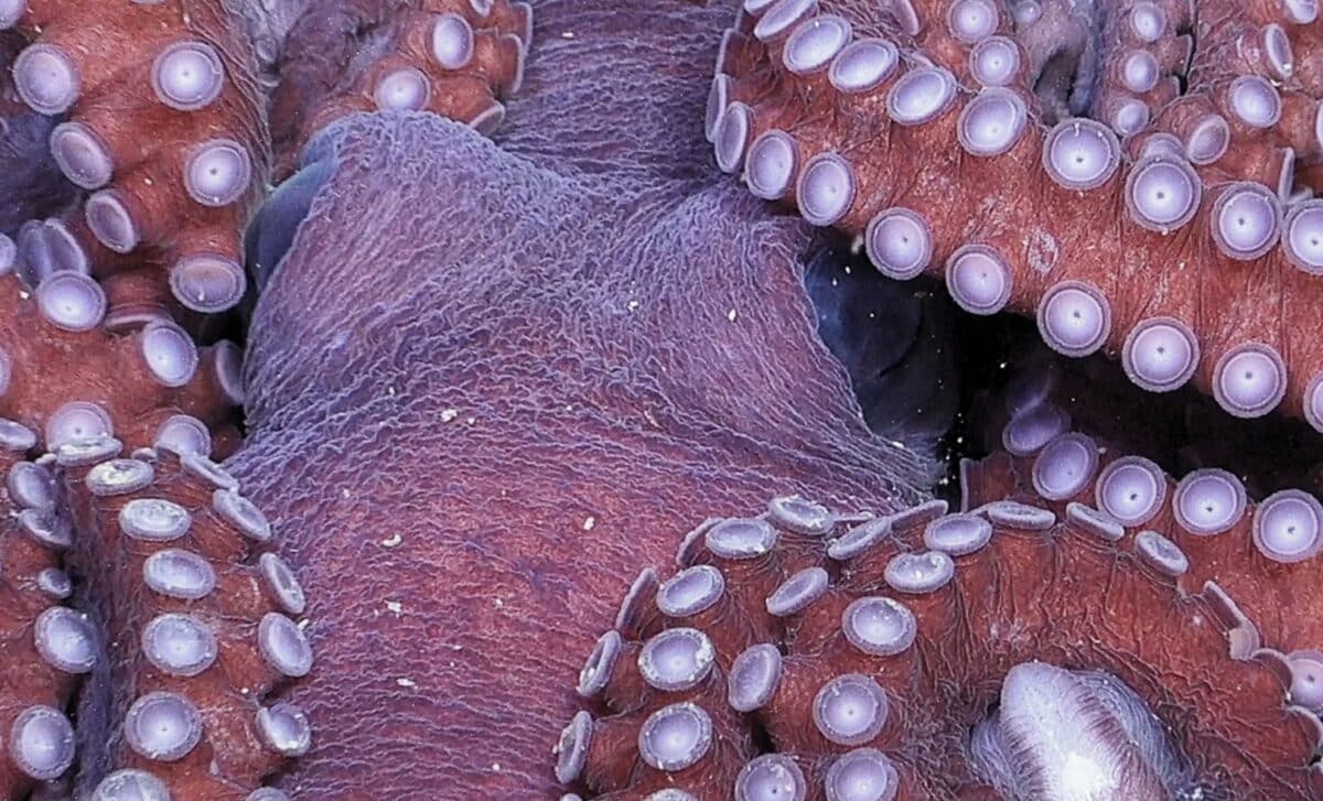 After A Giant Iceberg Broke Away, Scientists Found A Long Sealed Marine World Under Antarctica