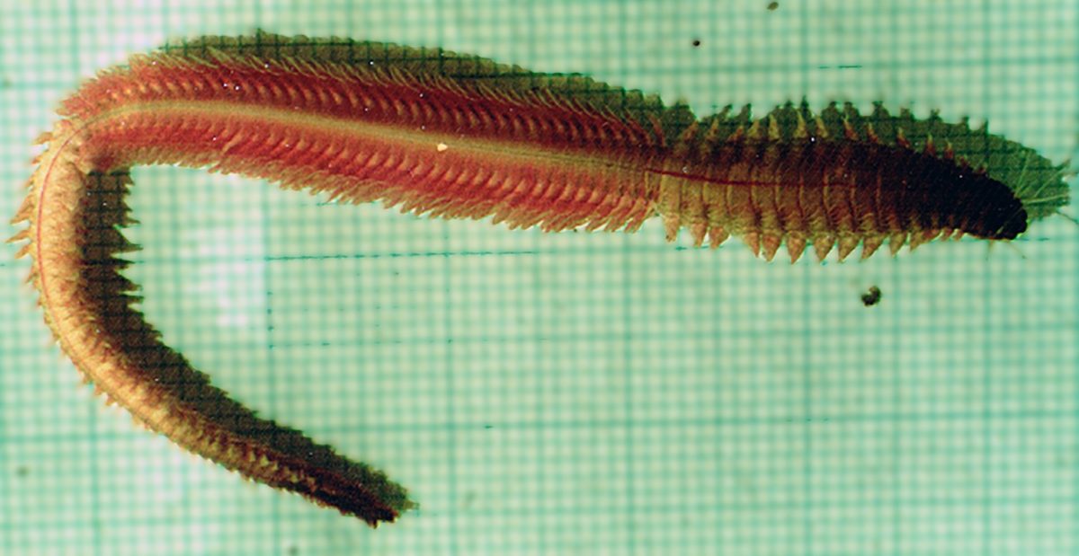This species of polychaete, Alitta succinea, was one of two species found in the gut of jellyfish. Photo-