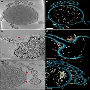 A composite image of the Asgard archaeon and structural features of Nerearchaeum marumarumayae cells. Credit: Current Biology
