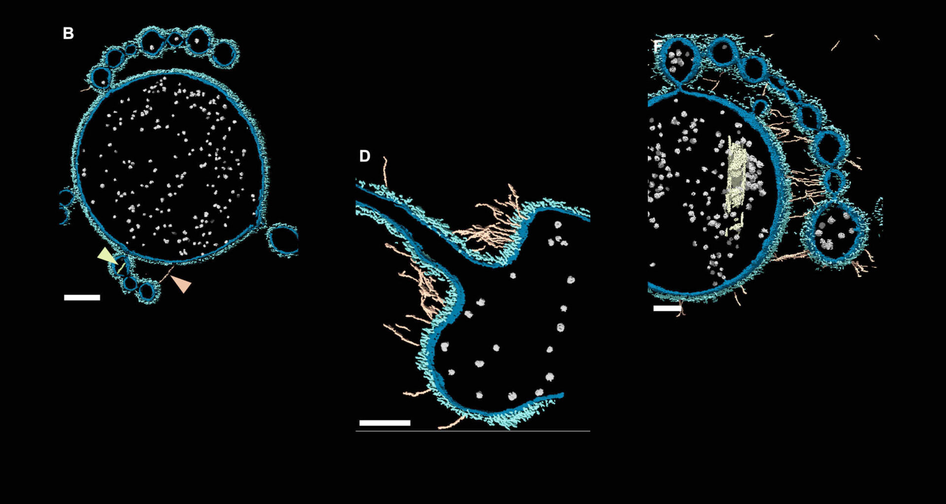Ancient microbes may reveal how complex life began