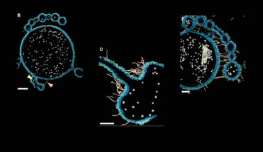 Ancient microbes may reveal how complex life began