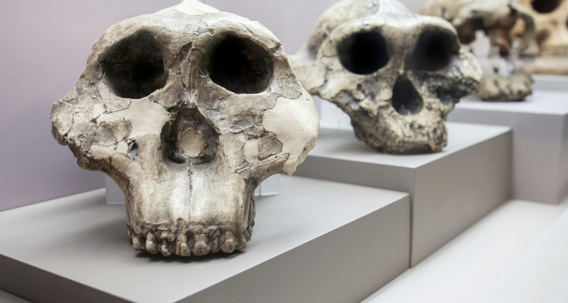 Early human relatives may have faced dangerous childbirth