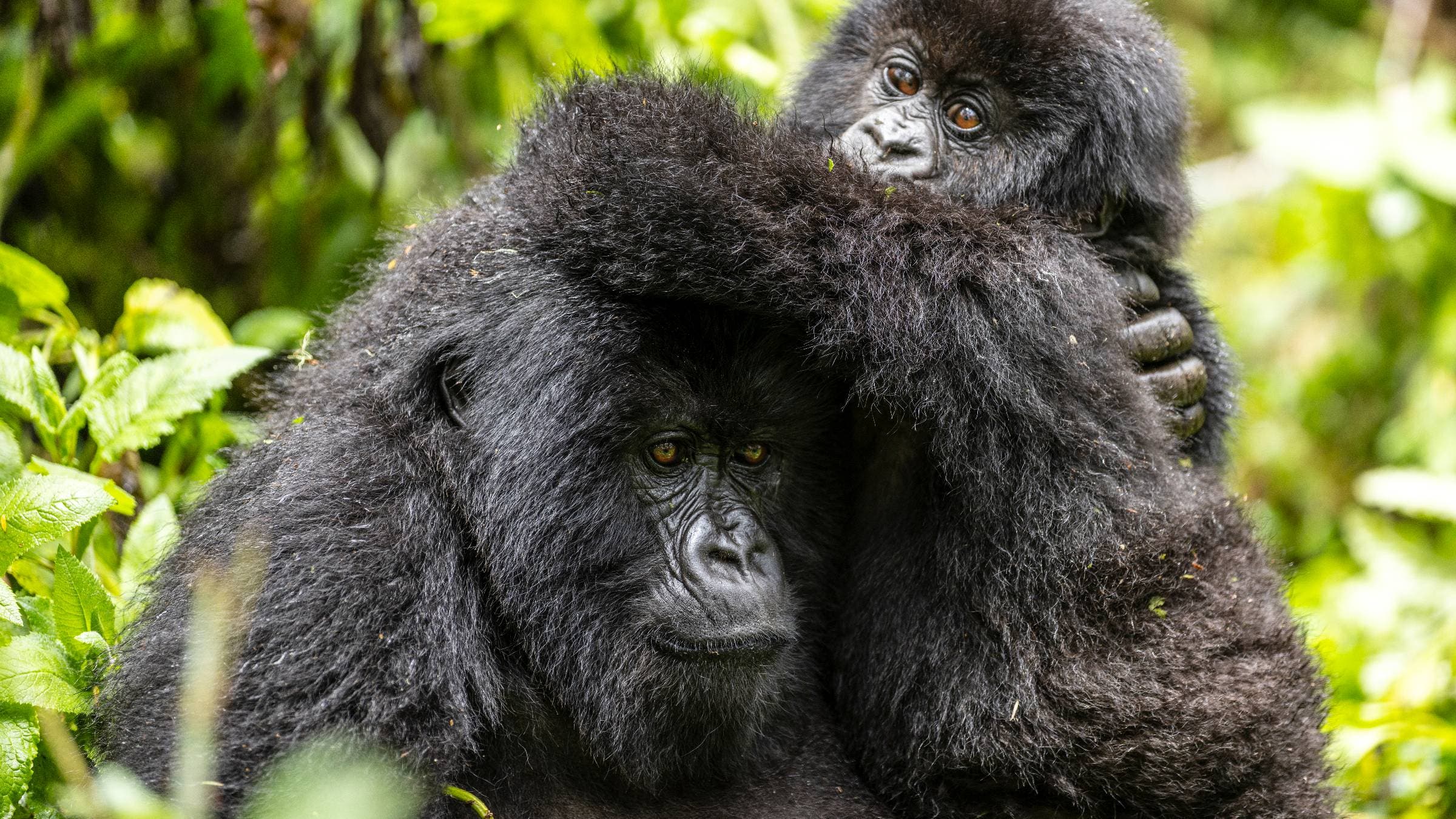 Mountain Gorillas in Rwanda 