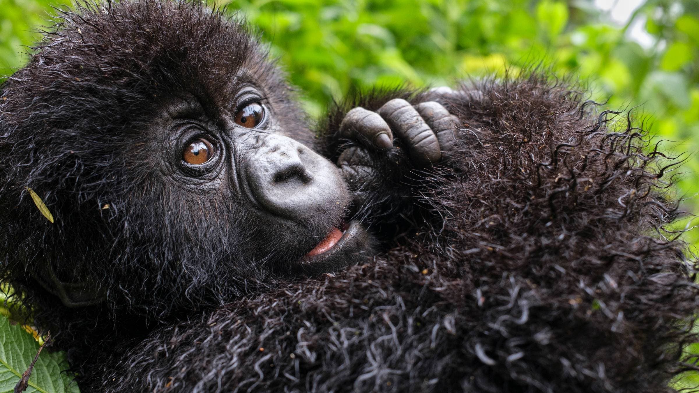 Baby mountain gorilla 