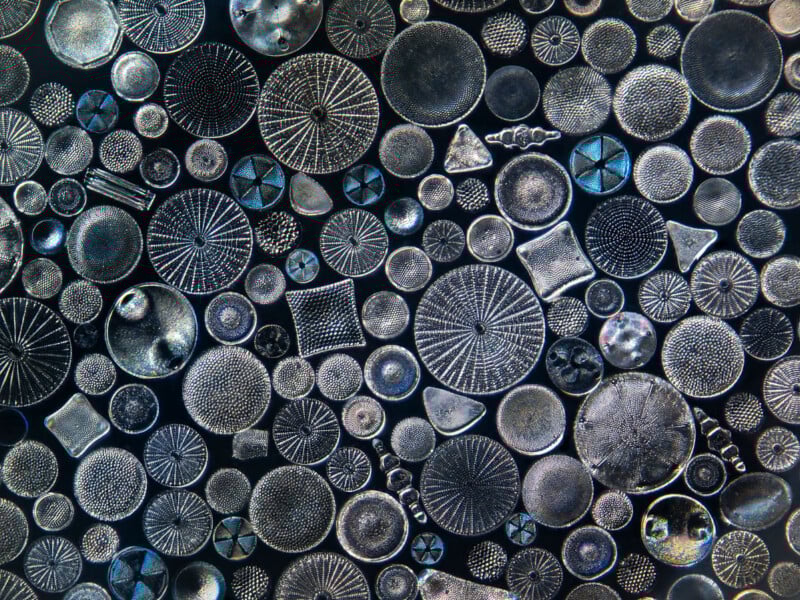 A close-up image of various intricate, circular and geometric diatoms seen through a microscope, displaying detailed patterns and textures against a dark background.