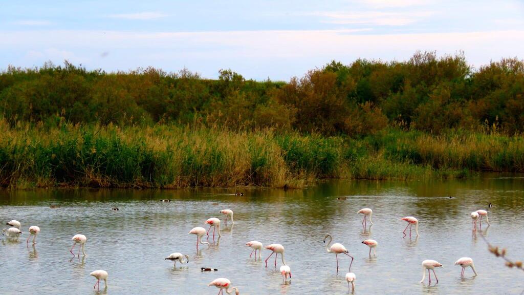 The flock of flamingos in the fishing pond in Kibbutz Nachsolim (Photo: Ilya Baskin/Israel Nature and Parks Authority) The flock of flamingos in the fishing pond in Kibbutz Nachsolim