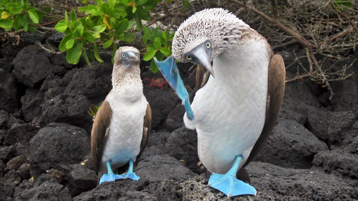 Nature Might Pulse to a Universal Rhythm – 2 Beats Per Second : ScienceAlert