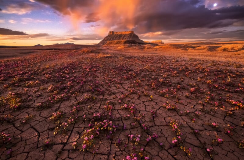 Dramatic clouds and orange sunlight illuminate a flat-topped mesa in the distance; the foreground shows cracked, dry earth dotted with clusters of small pink flowers.