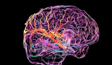 Scientists discover a hidden 'drain' in the human brain