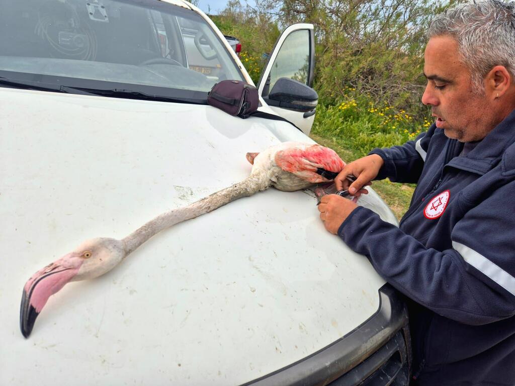 Caring for the injured flamingo at the scene (Photo: Ilya Baskin/Israel Nature and Parks Authority) Shay Kabesa cares for the injured flamingo