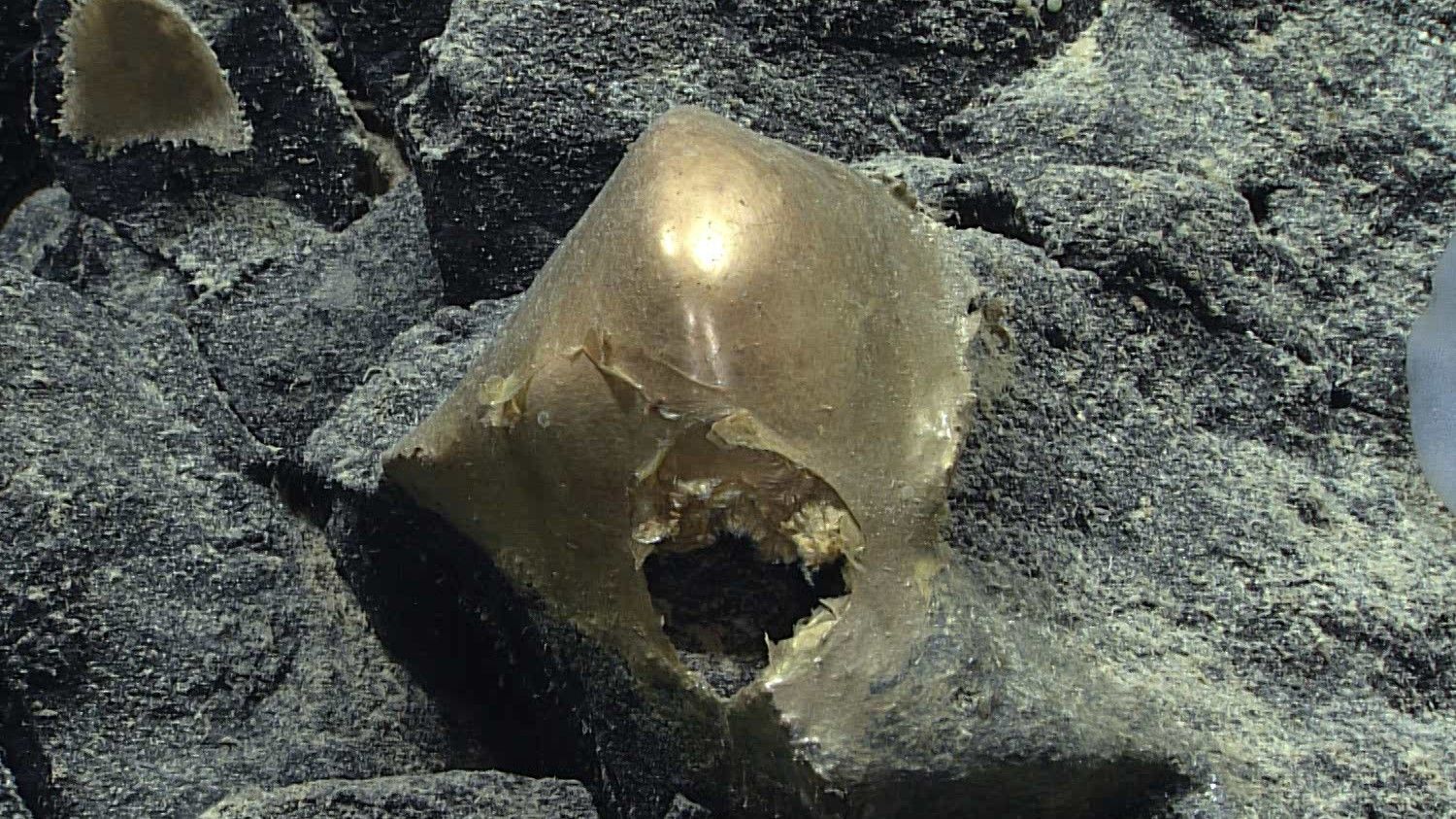 Mystery of golden orb found in depths of ocean off Alaska finally solved: 'Everyone was like, What the heck? What is that?'
