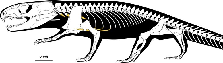 Captorhinus aguti Skeletal Diagram