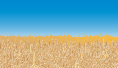 The Blogs: Ukraine's Grain is Ukraine's, Israel Can Fix It | Lesia Dubenko