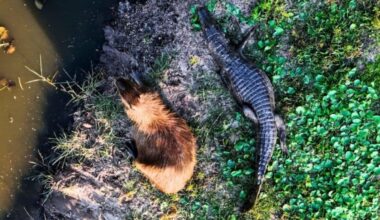 Capybaras Ignore The Predators That Terrify Everything Else