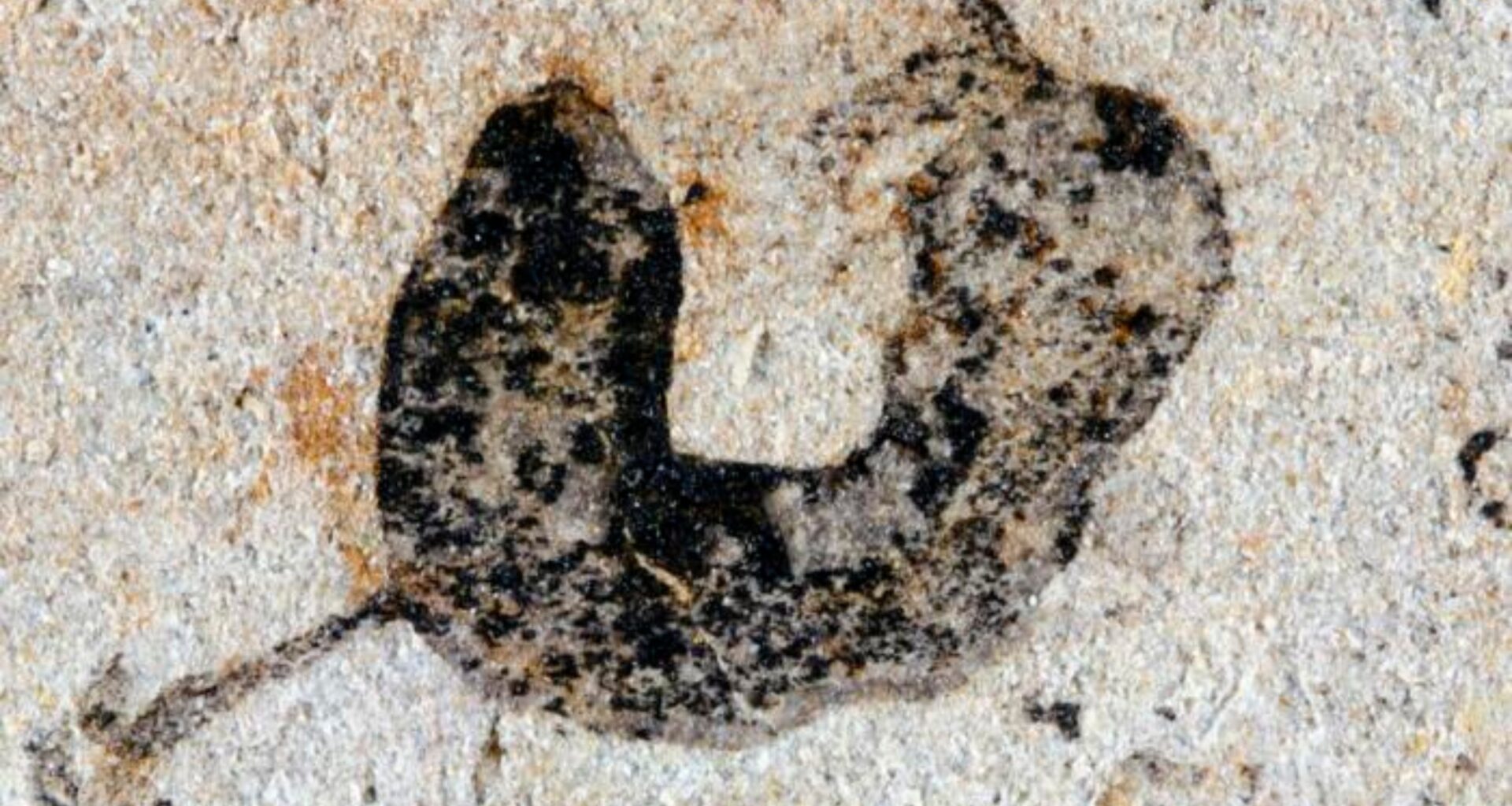 Complex life emerged millions of years earlier than we thought