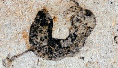 Complex life emerged millions of years earlier than we thought