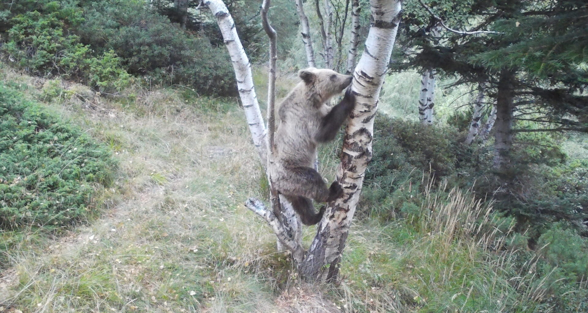 Pyrenees brown bear population climbs to an estimated 130 in latest census