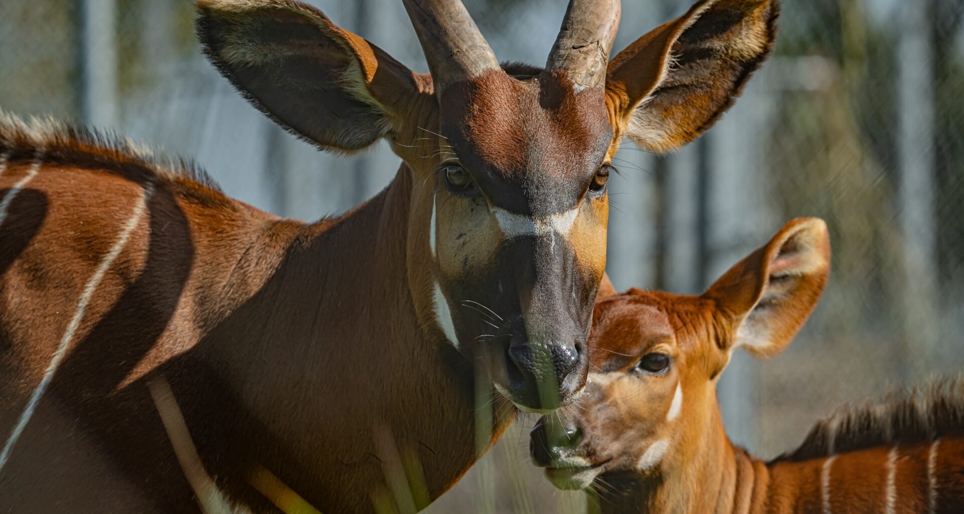 Kenya to receive 4 mountain bongos from European zoos
