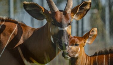 Kenya to receive 4 mountain bongos from European zoos