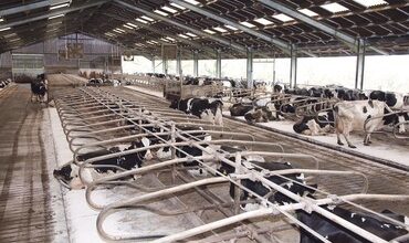 How one dairy farm in North Yorkshire tackled mastitis with more space | Farm News