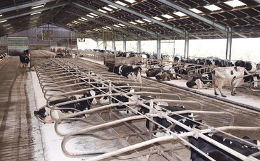 How one dairy farm in North Yorkshire tackled mastitis with more space | Farm News