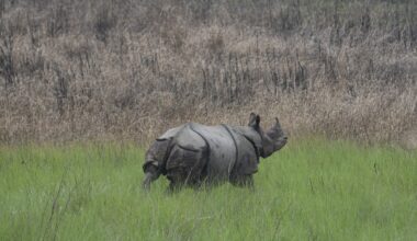 Rewilding rhinos as part of a long-term conservation plan