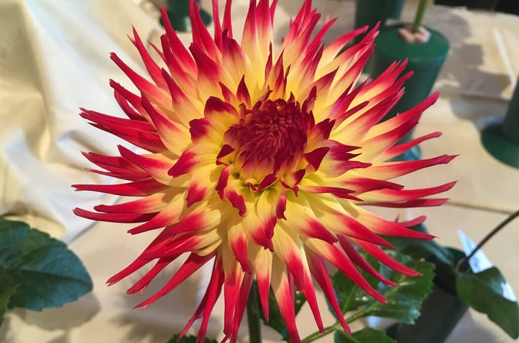 A bloom of a red and yellow dahlia is pictured.