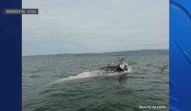 Dead gray whales spotted in San Francisco Bay – NBC Bay Area