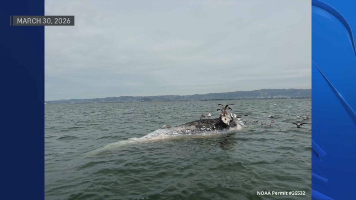 Dead gray whales spotted in San Francisco Bay – NBC Bay Area
