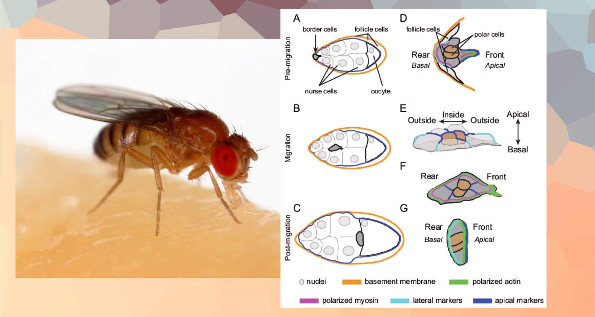 Fruit flies could help us better understand cellular recycling and human fertility