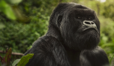 A Still from A Gorilla Story, Now Playing on Netflix.