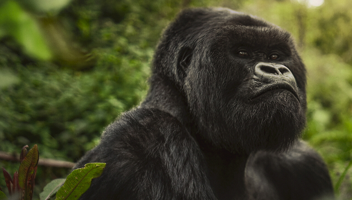 A Still from A Gorilla Story, Now Playing on Netflix.