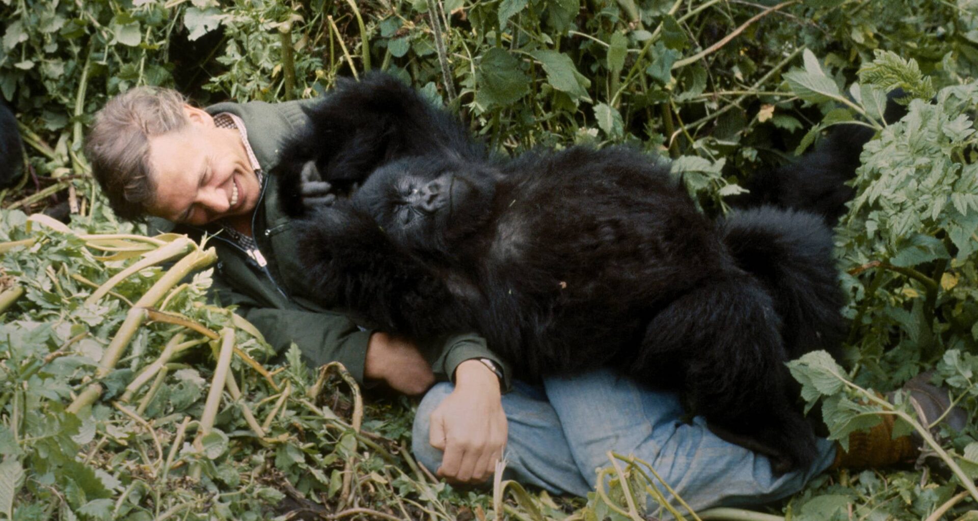 While filming" Life on Earth" in 1978 in Rwanda, David Attenborough had an unexpected encounter with a playful baby mountain gorilla named Pablo.